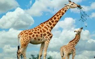 娱乐吃瓜君长颈鹿,娱乐吃瓜君的趣味解读